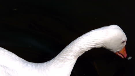 Swan-dipping-beak-in-the-lake