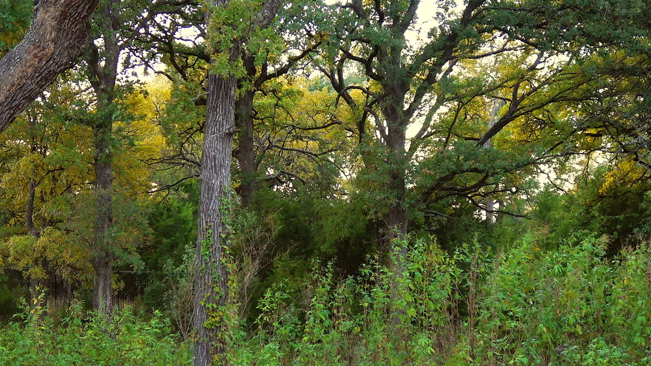 Alberi ondeggiano leggermente al margine di una foresta oscura, al rallentatore -- 4K