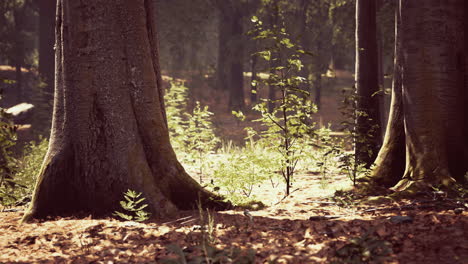 sun beams through thick trees branches in dense green forest