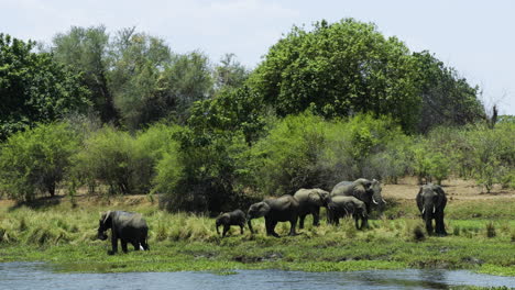 los elefantes africanos se deleitan en la exuberante vegetación de la orilla de un río.