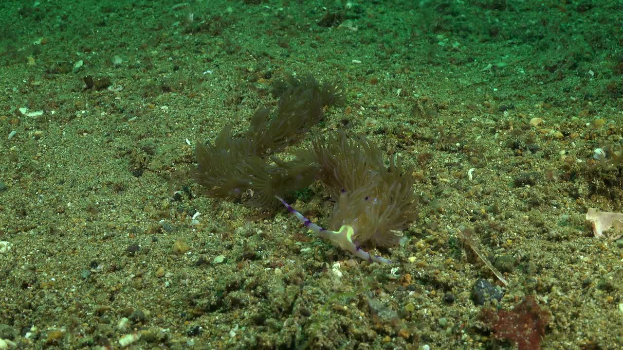 nudibranquio flabellina arrastrándose sobre el arrecife
