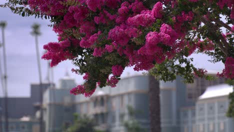 Santa-Anita-Park-Clubhaus-In-Arcadia,-Kalifornien-Mit-Weitwinkelaufnahme-Mit-Blumen-Im-Fokus