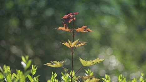 Rote-Ahornblattpflanze-In-Voller-Blüte