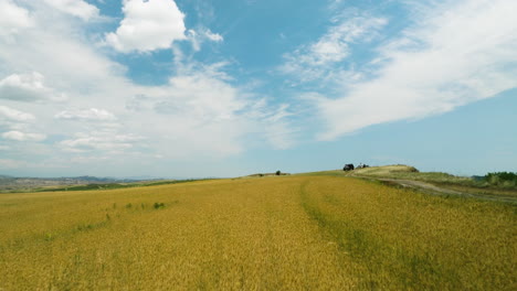 hojas de cultivo amarillas en el campo agrícola debajo del cielo azul en verano, georgia