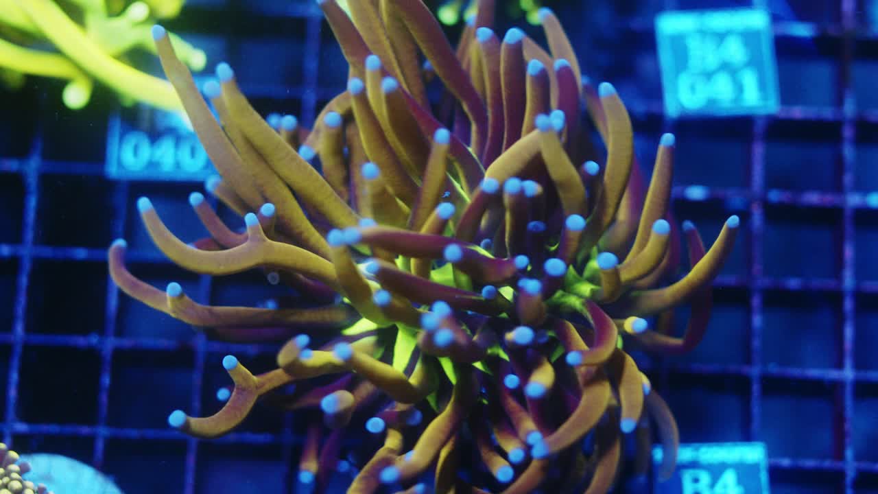 Close-up macro shot of Euphyllia glabrescens coral with brown-purple tentacles and bright blue tips surrounding a green center.
