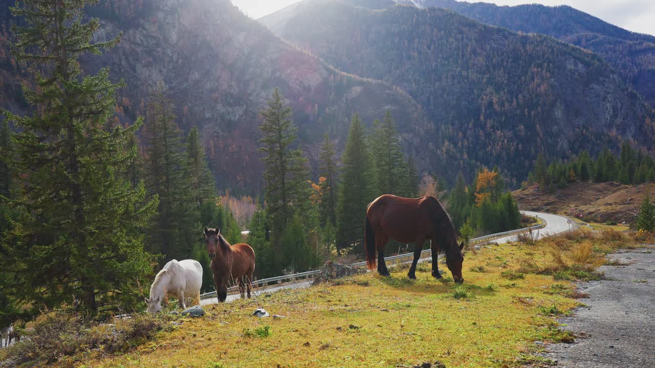 Horses Grazing in a Mountain Valley