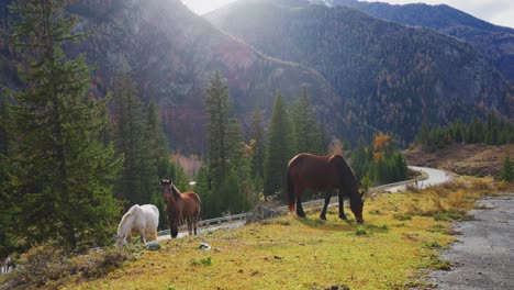 horses grazing in a mountain valley
