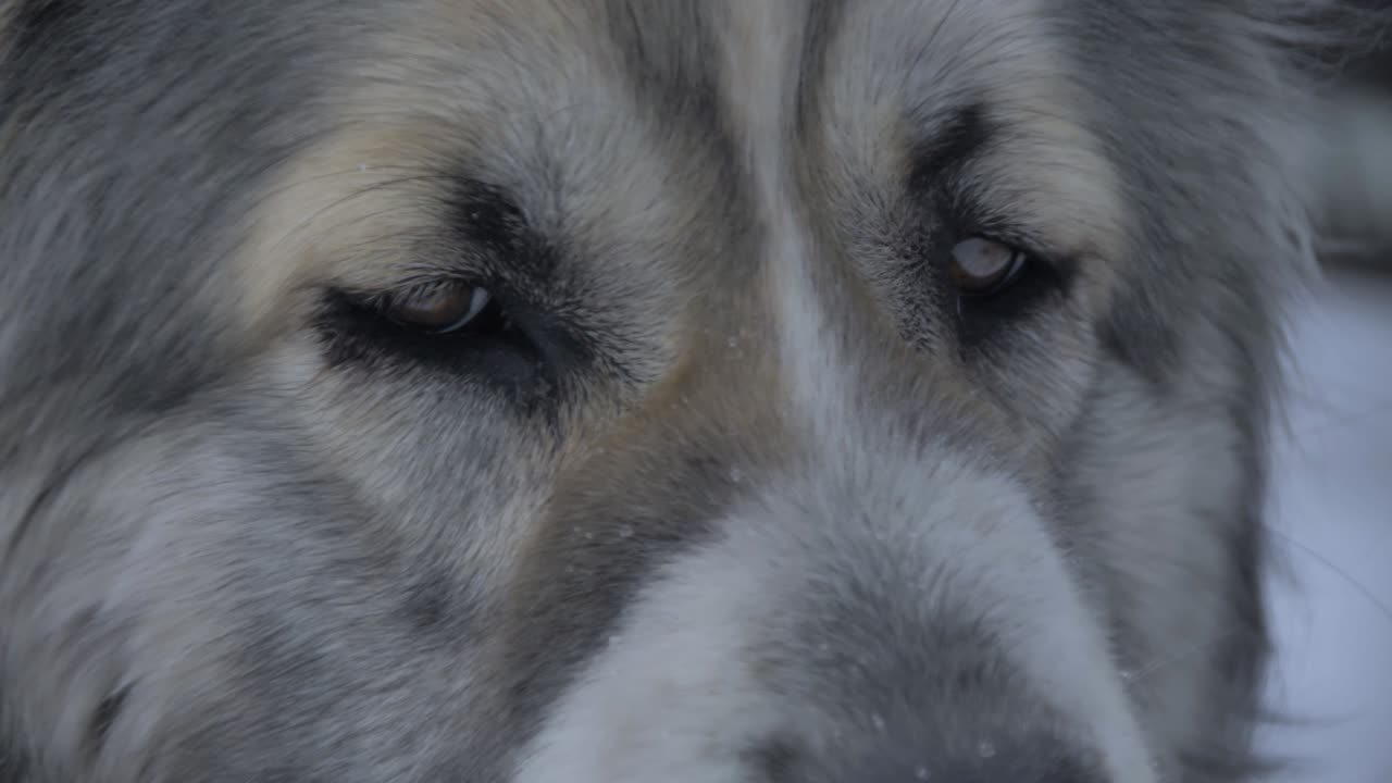 la mirada del perro en los lados de la macro_1