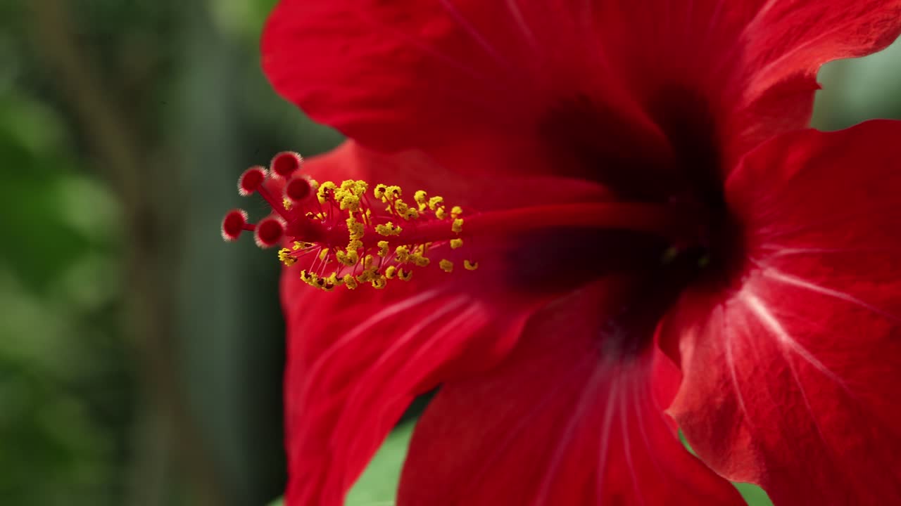 Visione ravvicinata e movimento della telecamera in truck sul lato destro da un fiore di ibisco rosa