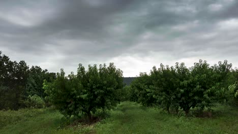 Vista-De-Lapso-De-Tiempo-Con-Rampa-De-Velocidad-Del-Huerto-De-Melocotón-Bajo-Cielo-Nublado