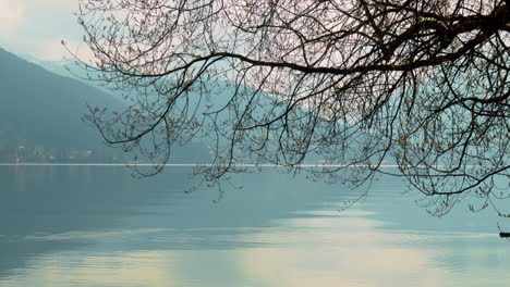 lake tegernsee on a moody spring day, with tree branches in the frame and a black coot swimming below