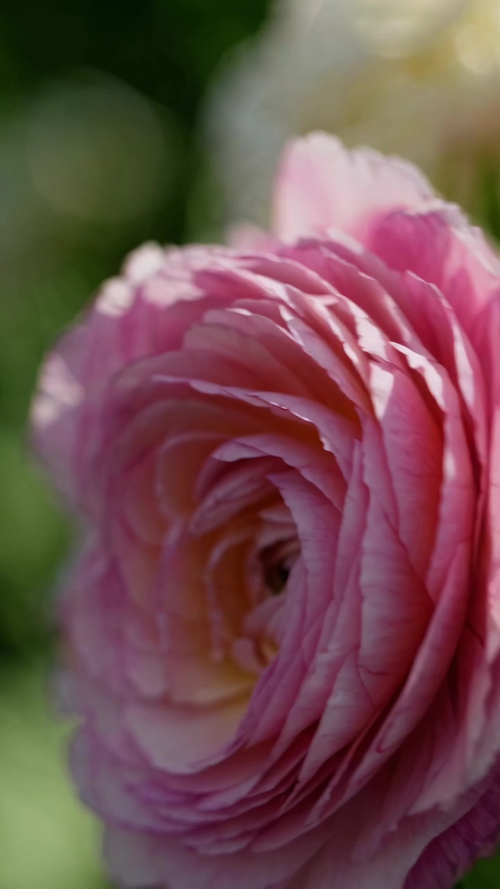 Close-up of a Blooming Pink Ranunculus Flower