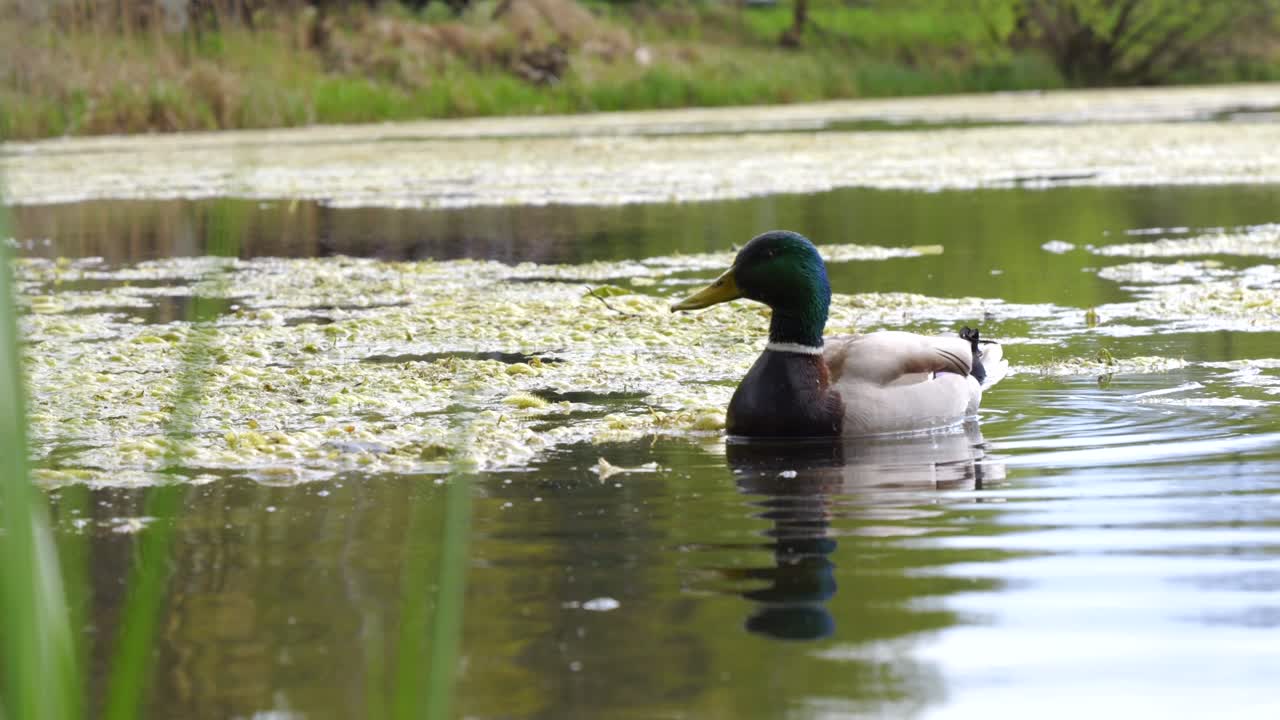 Due anatre selvatiche che nuotano su un lago in un bosco urbano