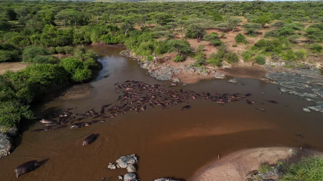 Aerial view of a river in the Serengeti National Park in Tanzania during daytime with a lot of Hippos swimming