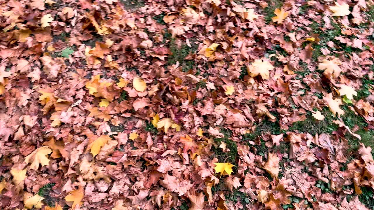 Red and yellow carousel of autumn leaves on the ground (4K60)