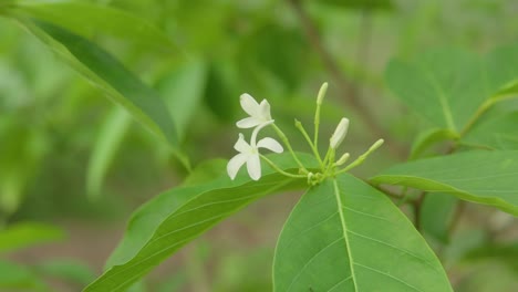 a close-up shot of white wrightia flowers blooming against vibrant green leaves in a natural setting