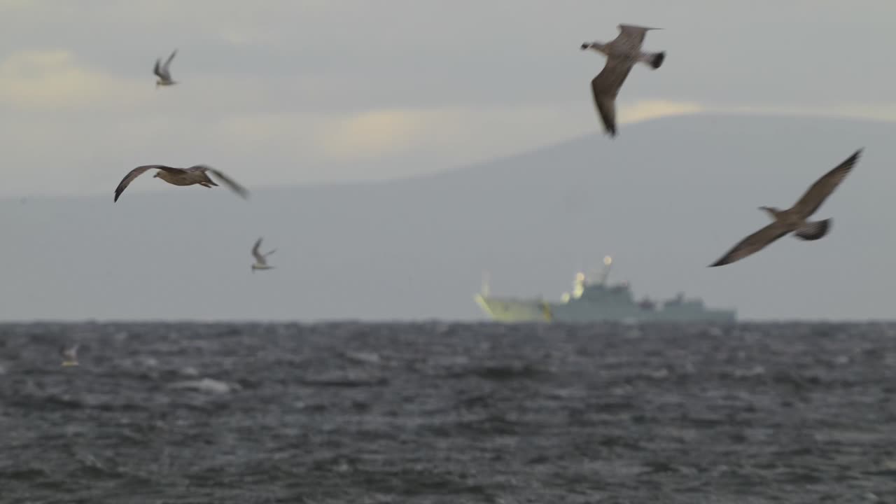 군함을 배경으로 바다 위를 나는 새들의 슬로모션 줌 샷