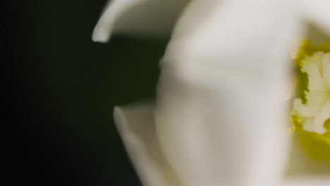 panning across white lilies 04