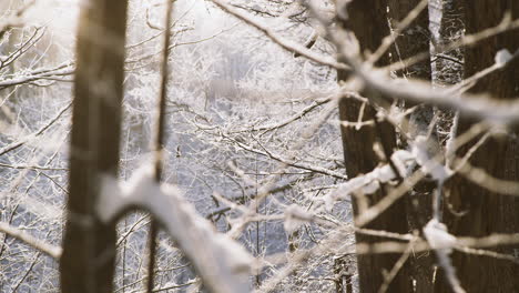 beautiful majestic winter holiday scene of trees and branches in dense forest covered with white snow on sunny day, handheld pan left selective focus