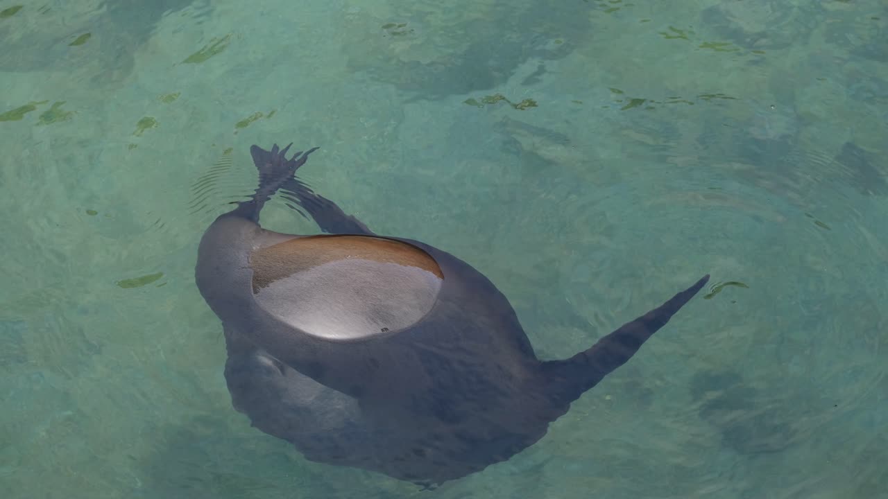 갈라파고스 섬, 에콰도르에서 수 중에서 자신을 긁는 바다 사자의 닫습니다