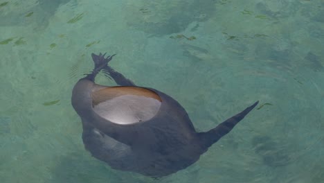 close up of sea lion scratching itself underwater in galapagos islands, ecuador