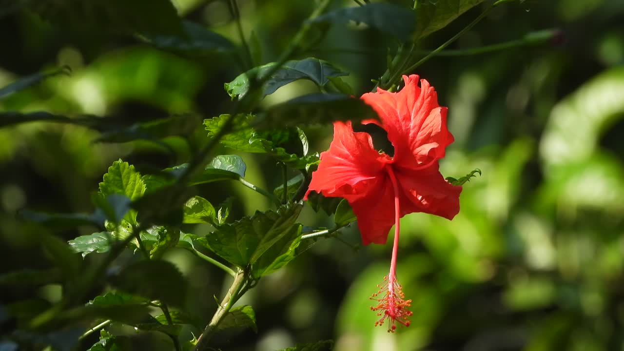 flor roja verde - dorado