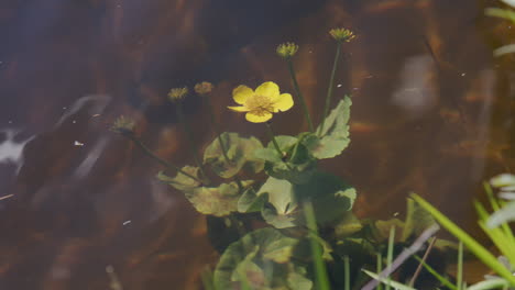 yellow marsh marigold flower blooming underwater at riverbank with soft ripples and green leaves.