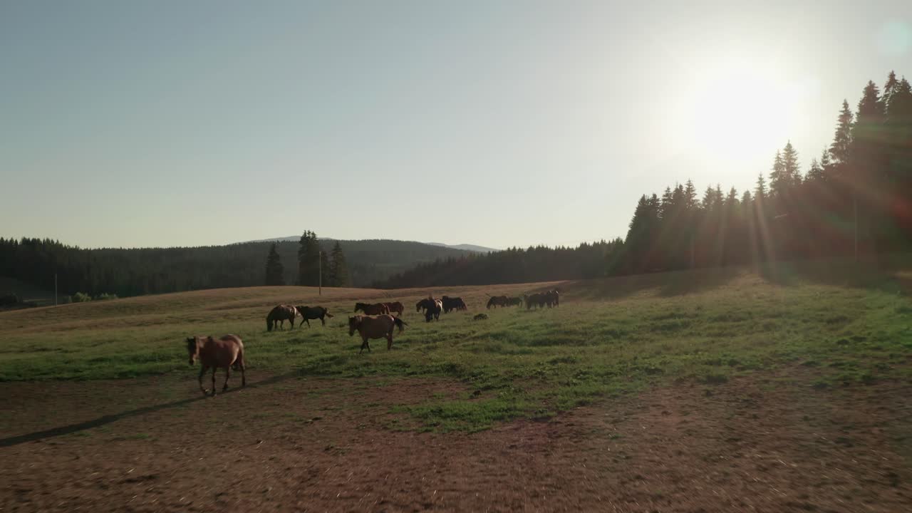 Droneoptagelser fra luften af heste, der græsser på en eng i Sihla, Slovakiet
