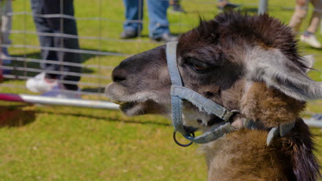 ¿la llama o la alpaca? usted sea el juez