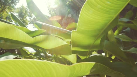 Fort-Hamilton,-Bermuda,-close-up-of-broad-leaf-tropical-foliage-with-lens-flare,-on-a-bright-sunny-day