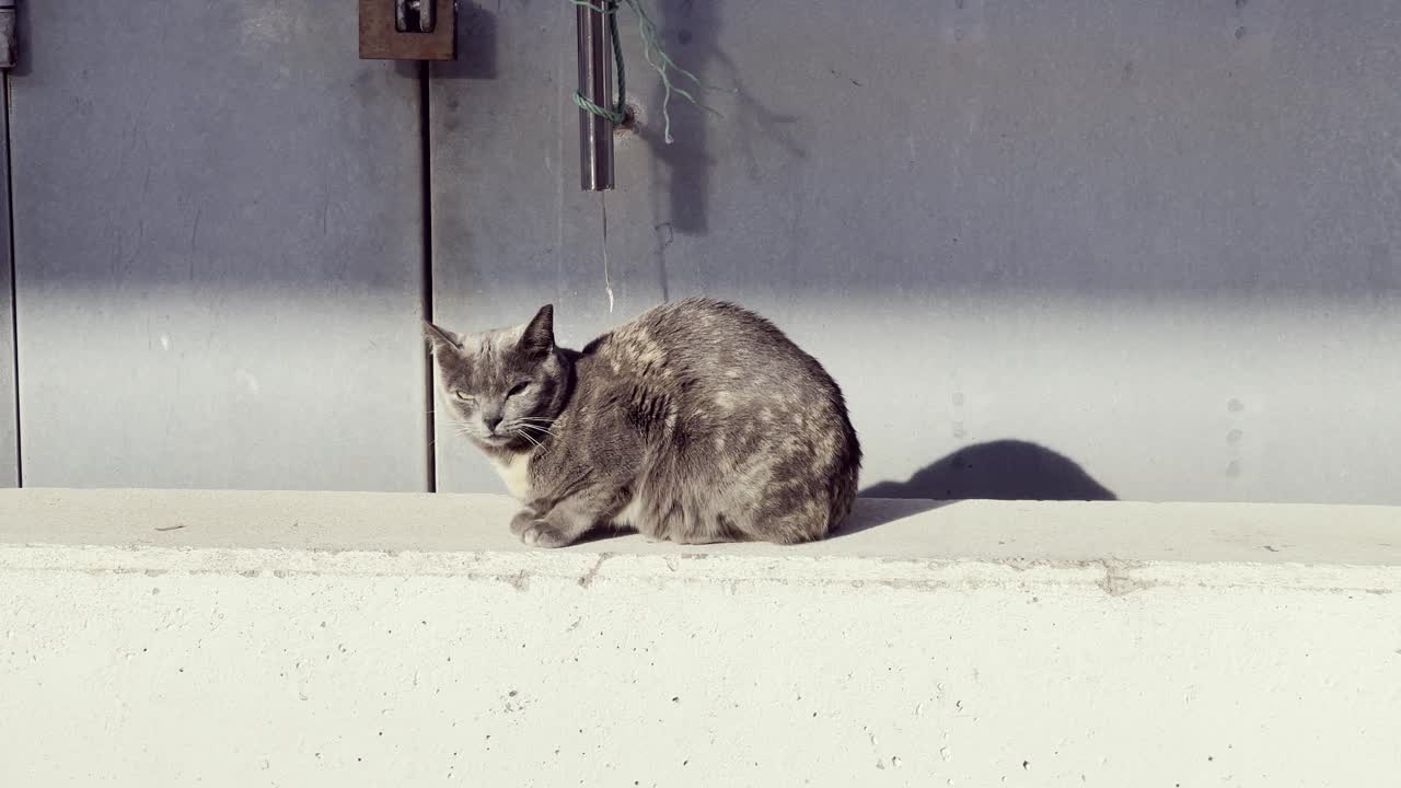 Gray and white cat lounging on a sunlit white wall, casting a soft shadow in Barbate, Andalusia, Spain, enjoying a peaceful moment in the warm summer light