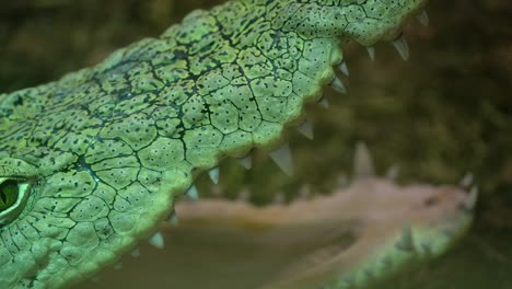 nile crocodile with gaping mouth waiting for prey pan along to see details as it lays motionless