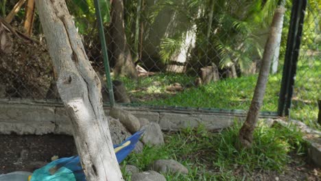 a blue macaw in his cage