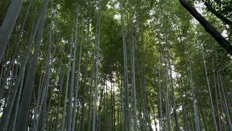 balanceándose suavemente los densos tallos del bosque de bambú