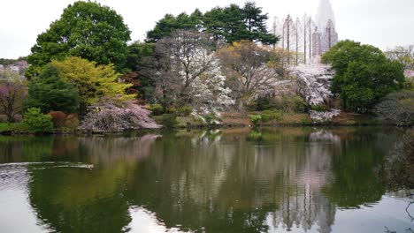 pato caminando por el parque de los cerezos en flor en japón 4k árboles de sakura en el jardín nacional shinjuku gyoen