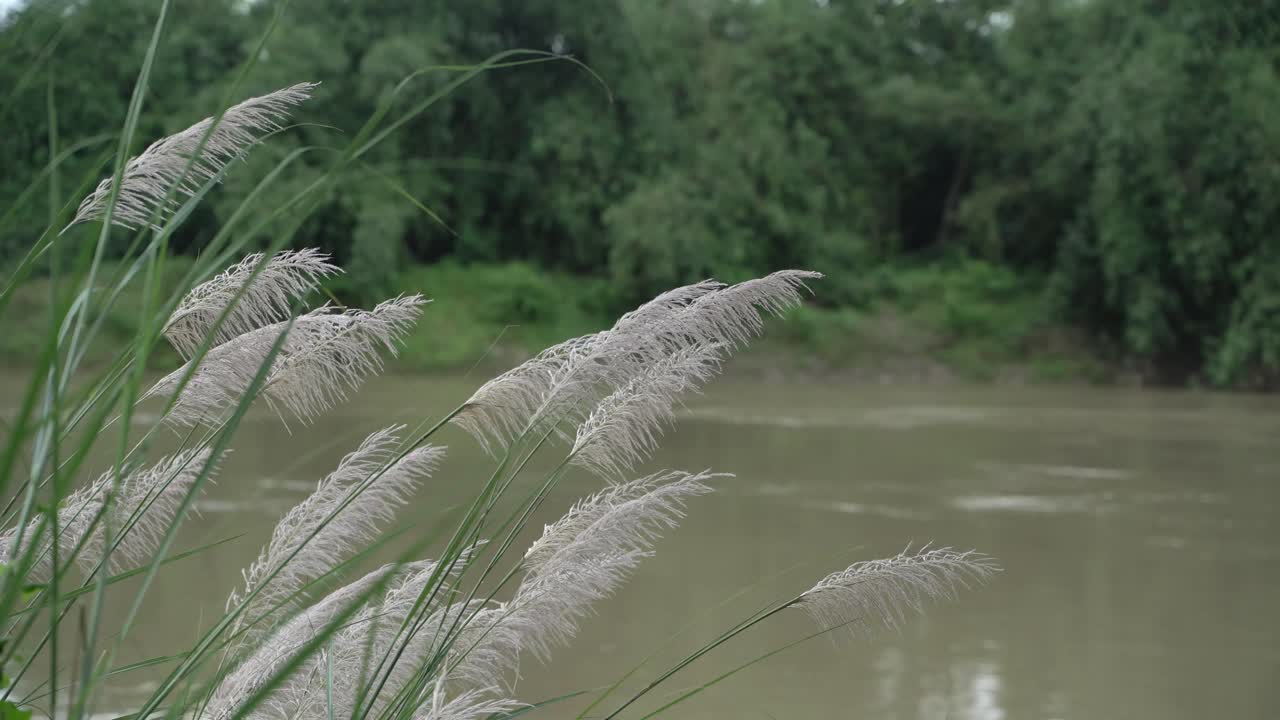 강둑에 가을 꽃이 피었습니다.