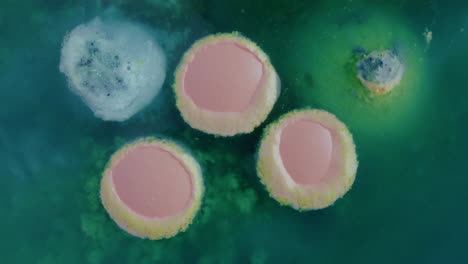 microbial colonies on agar plate