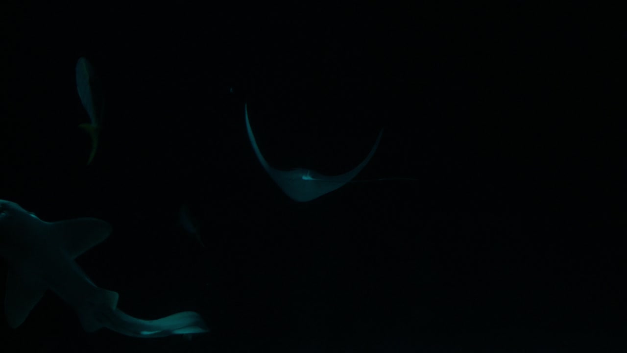 대형 수족관의 스케이트