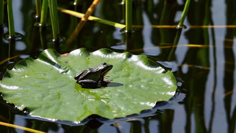 frog on a lily pad