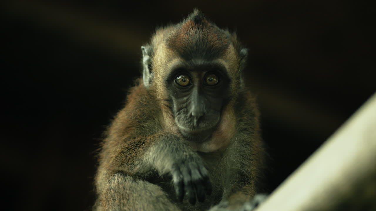 retrato de un bebé mono