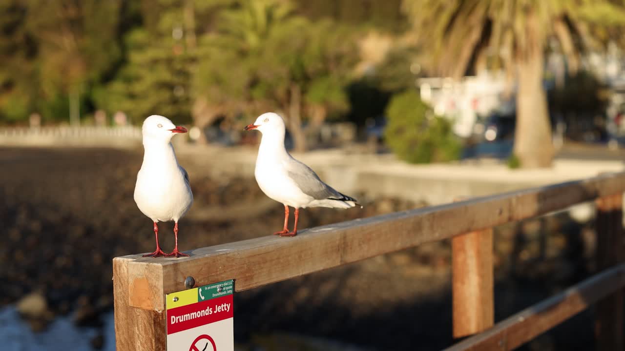 Two seagulls rest on a wooden fence during golden hour in Akaroa, New Zealand, with warm sunlight and a serene backdrop