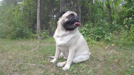 pug dog panting after walk near boreal forest on hot day manitoba canada