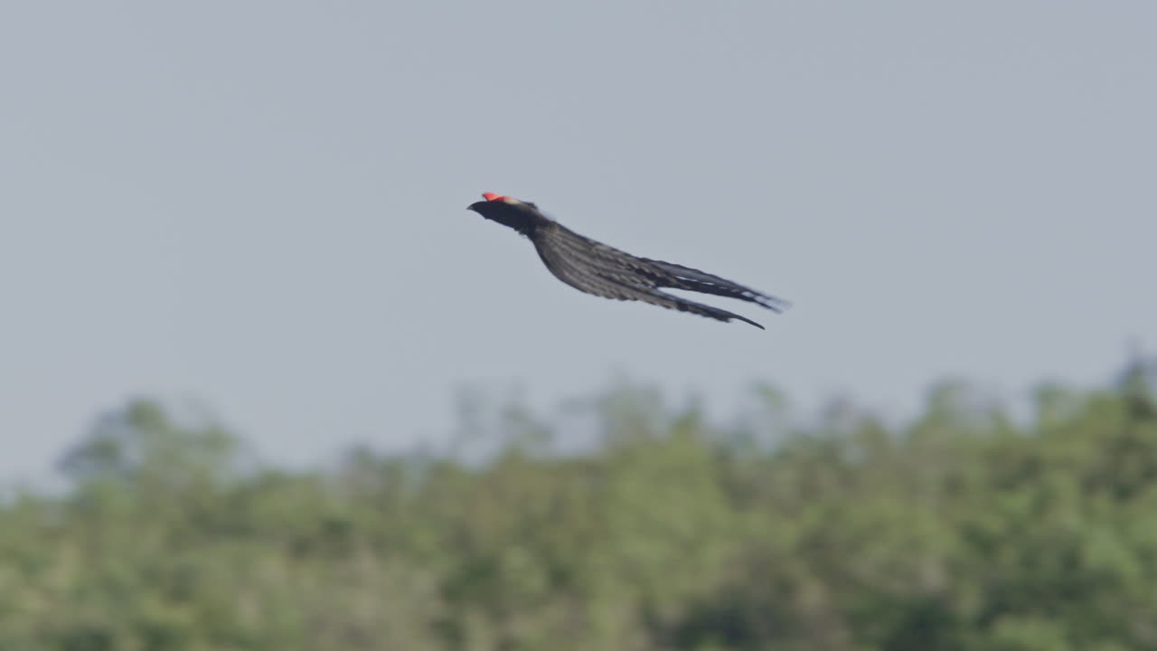 Uccello vedova codalunga maschio in volo con lunghe piume della coda