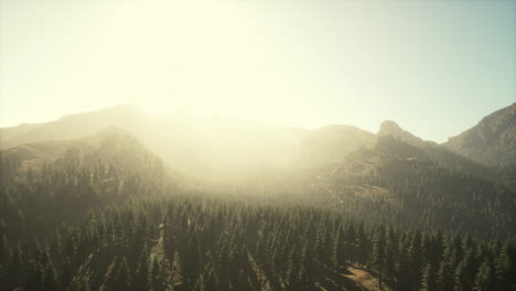 majestic mountains with forest foreground in canada