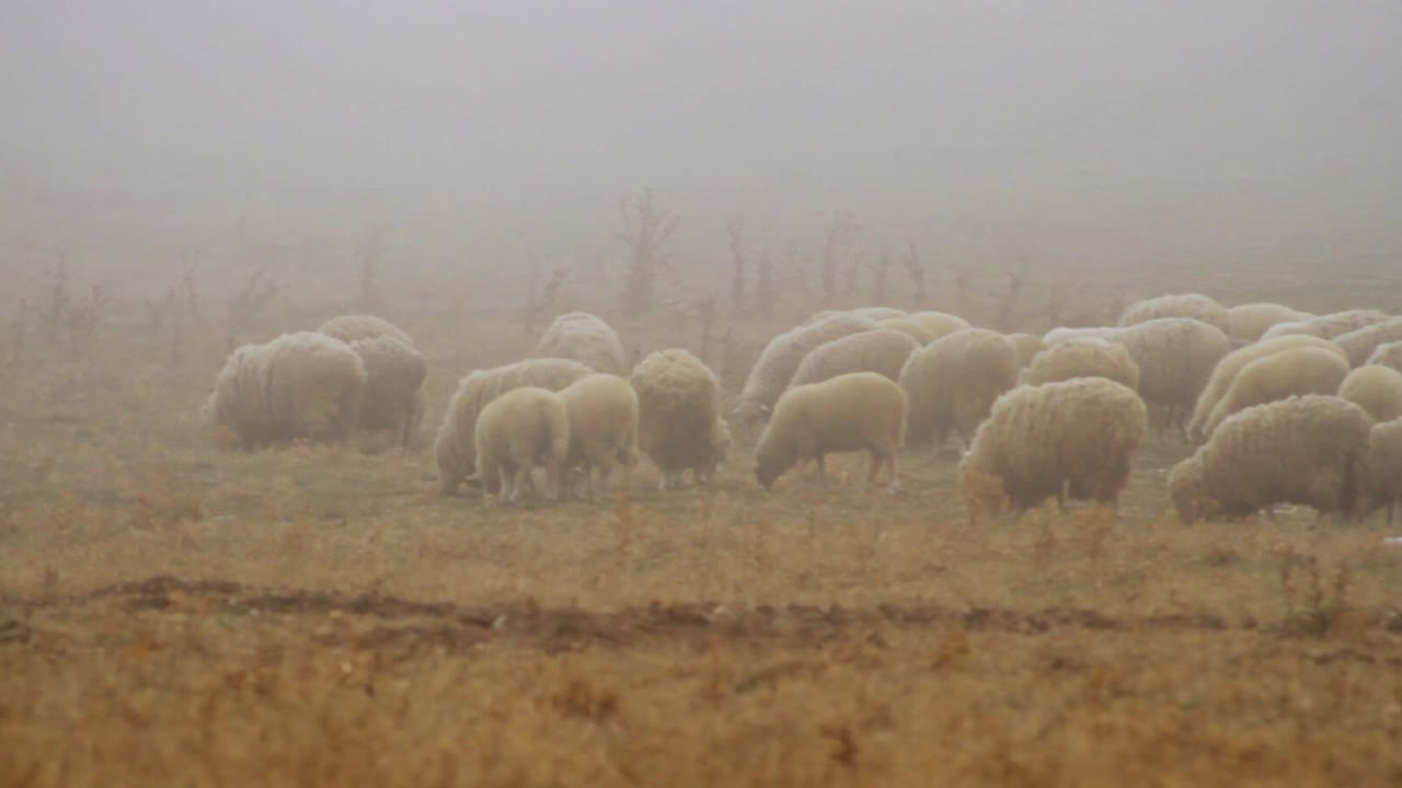 ovejas en un campo de niebla