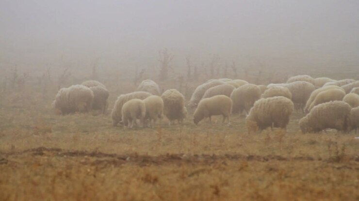 Pecore in un campo nebbioso
