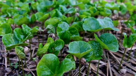 Close-up-of-coffee-plant-seedlings-with-green-leaves-growing-in-mulch-and-fluttering-in-the-breeze