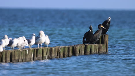 three cormorants and many seagulls are standing next to each other on a groyne