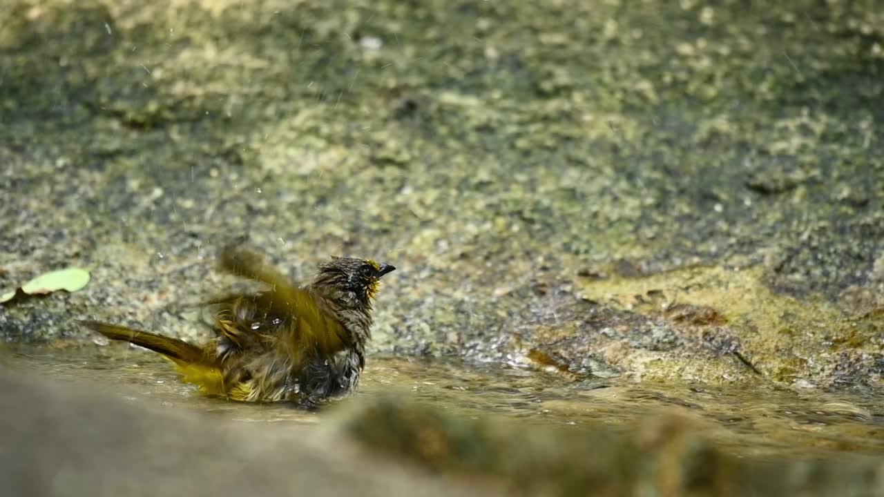 Stripe-throated Bulbul, Pycnonotus finlaysoni, Thailand