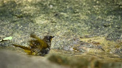 Streifenkehlbulbul,-Pycnonotus-Finlaysoni,-Thailand